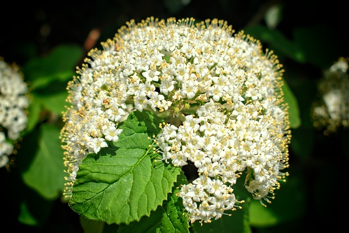 White spring and fragrant flower of shrub Viburnum Lantana.
