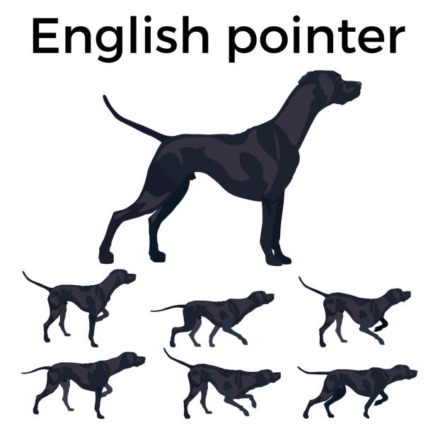 ÐÐµÑÐ°ÑÑ Set of vector pointer dog. Vector illustration isolated on the white background dog pointing stock illustrations