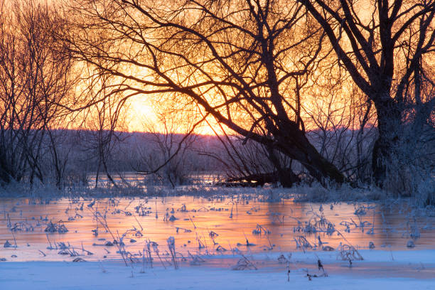 Frozen snowy reed in winter at dawn