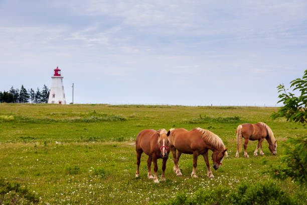 istock Panmure Head Lighthouse on Prince Edward Island 909762196