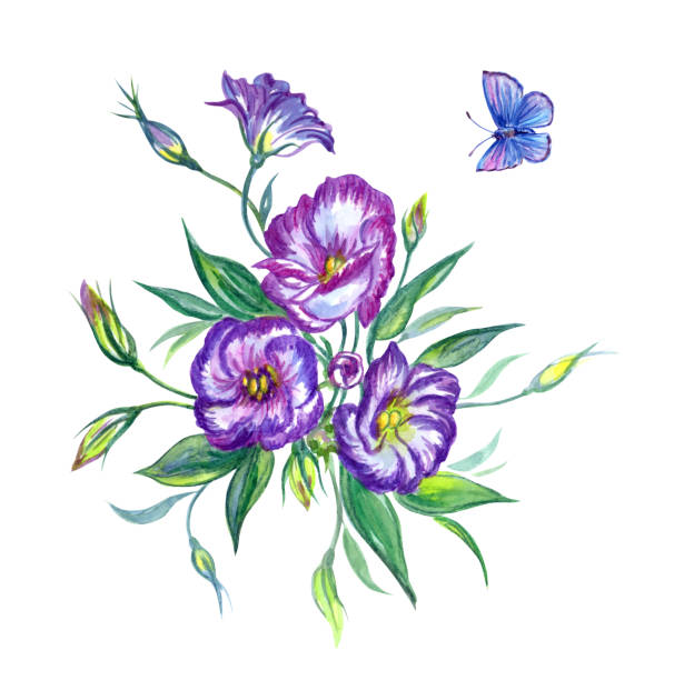 Purple Eustoma and blue butterfly, watercolor Purple Eustoma and blue butterfly, watercolor. Hand drawing of flowers and butterflies on a white background, isolated with clipping path. drawing of a green lisianthus stock illustrations