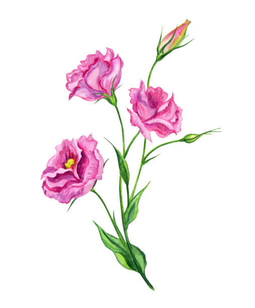 Pink Eustoma, watercolor. Pink Eustoma, watercolor. Hand drawing: a bouquet of pink flowers on a white background, isolated with clipping path. drawing of a green lisianthus stock illustrations