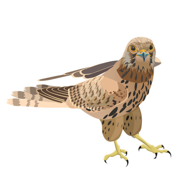 ilustracja wektorowa sokoła - kestrel hawk beak falcon stock illustrations