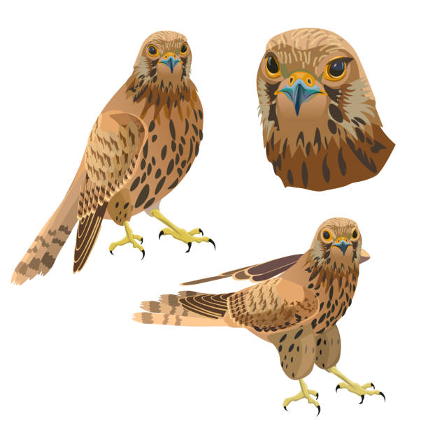 greifvogel-set - kestrel hawk beak falcon stock-grafiken, -clipart, -cartoons und -symbole