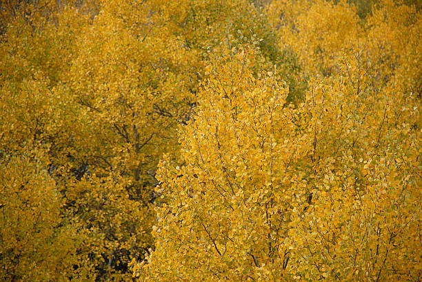 Aspen Leaves Aspen trees full of leaves changing yellow in autumn in the Colorado Rocky Mountains burst with color. Focus is on trees in forefront. birch gold group reviews usa stock pictures, royalty-free photos & images