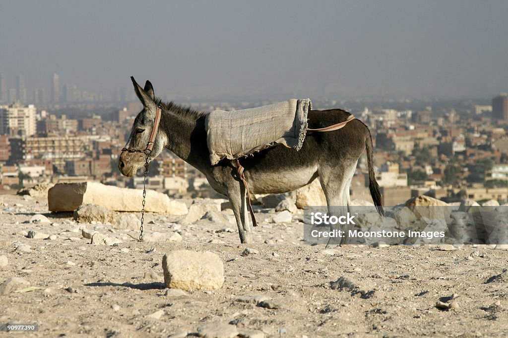 Burro en Giza - Foto de stock de Burro - Animal libre de derechos