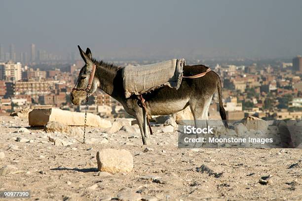 Asino A Giza - Fotografie stock e altre immagini di Africa - Africa, Somaro, Africa settentrionale