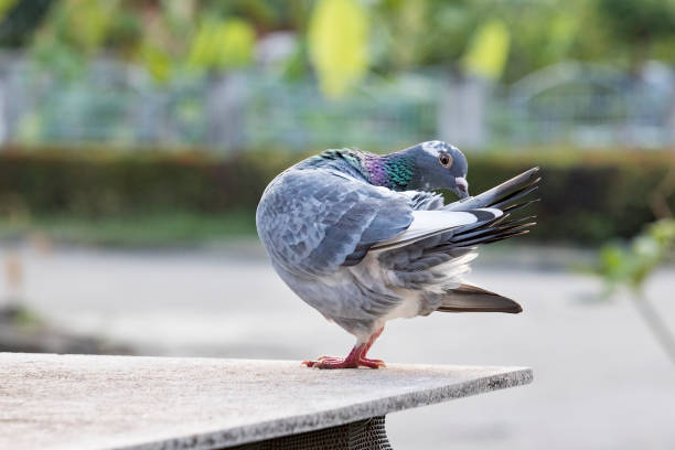 istock homing pigeon bird preening feather in park 909775440
