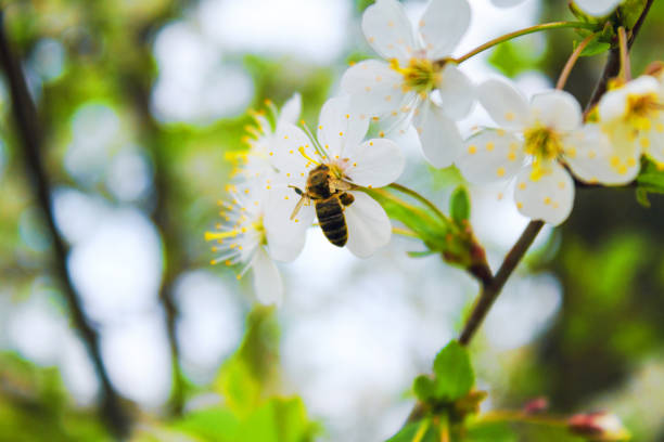 istock The bee collects the nectar on the flower 909778240