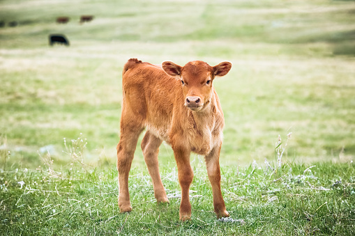 Red Angus calf standing in green grass of a Montana ranch pasture. Calf is close to and looking toward camera. Cattle grazing in background are out of focus. No people in this high resolution color photograph with horizontal composition.