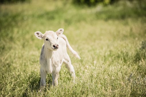 A very cute and sweet white Charolaise calf standing in green grassy meadow fairly close to camera. No people in this high resolution color photograph with horizontal composition.