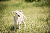 White Charolaise calf standing in green grassy meadow
