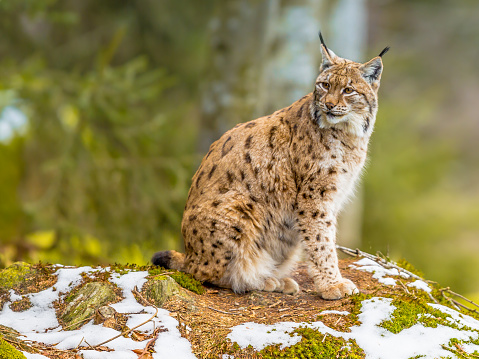 The medium sized Eurasian lynx (Lynx lynx) is native to Siberia, Central, East, and Southern Asia, North, Central and Eastern Europe. Resting in winter landscape and looking backward