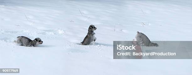 Photo libre de droit de Tryptic De Zoé banque d'images et plus d'images libres de droit de Animaux de compagnie - Animaux de compagnie, Blanc, Blizzard