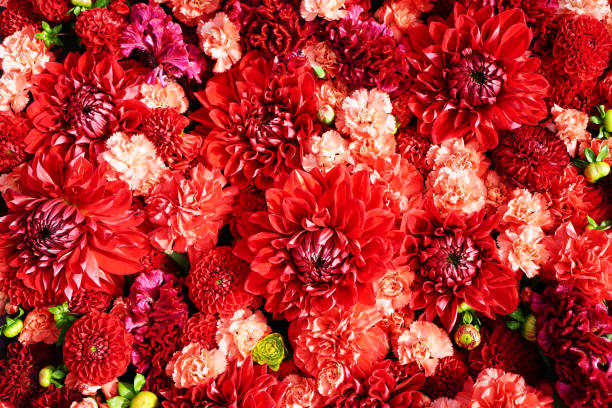 istock Beautiful red flowers background. Aster flowers, Top view 909781984