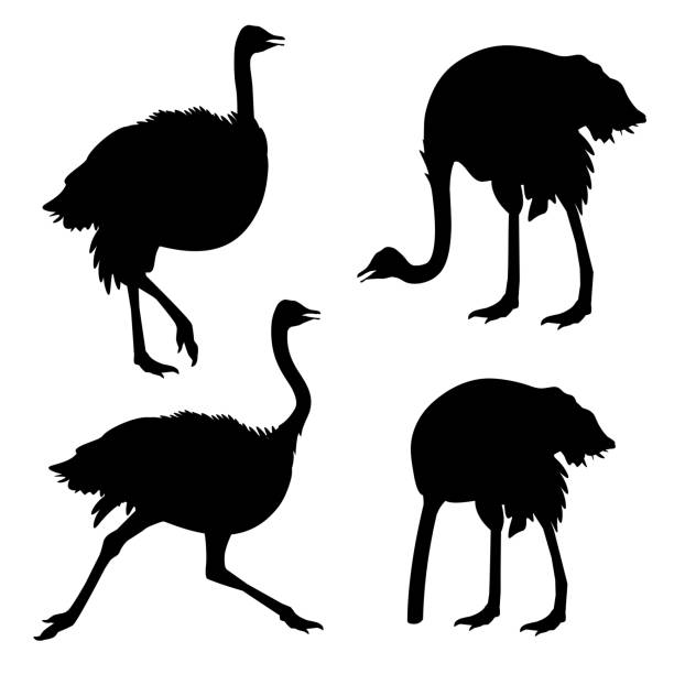 ÐÐµÑÐ°ÑÑ Set of ostrich silhouettes . Vector illustration isolated on the white background ostrich stock illustrations