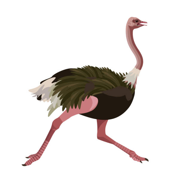 ÐÐµÑÐ°ÑÑ Ostrich running. Vector illustration isolated on the white background ostrich stock illustrations
