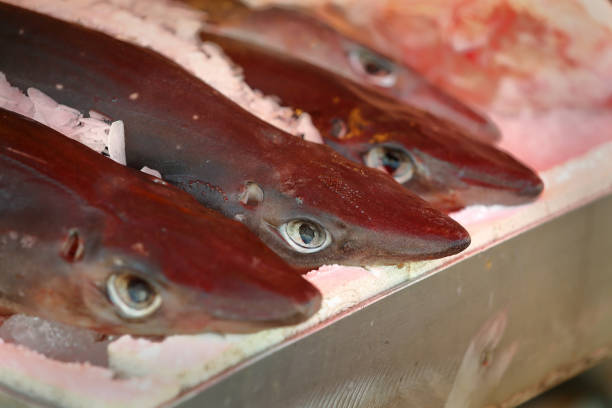 squalo pesce cane spinoso - spinarolo immagine foto e immagini stock