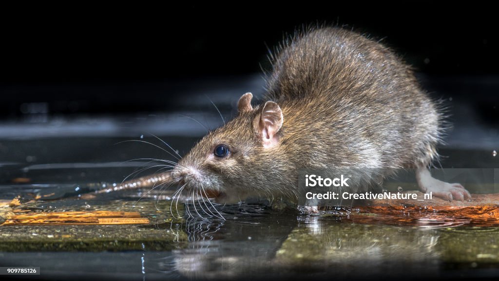 Nahaufnahme von wilde braune Ratte im Wasser - Lizenzfrei Ratte Stock-Foto