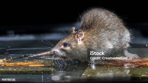 Nahaufnahme Von Wilde Braune Ratte Im Wasser Stockfoto und mehr Bilder von Ratte - Ratte, Schwimmen, Fluss