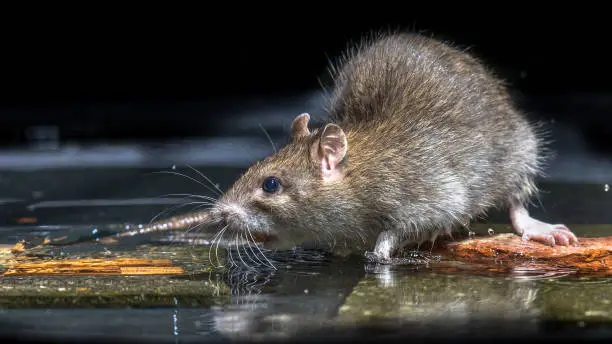 Photo of Close up of Wild brown rat in water