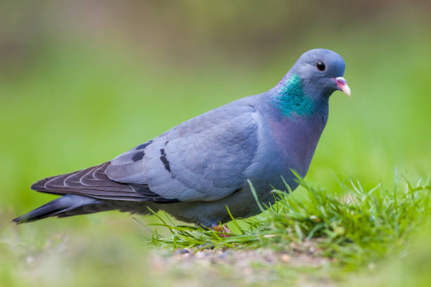istock European Stock dove 909785704