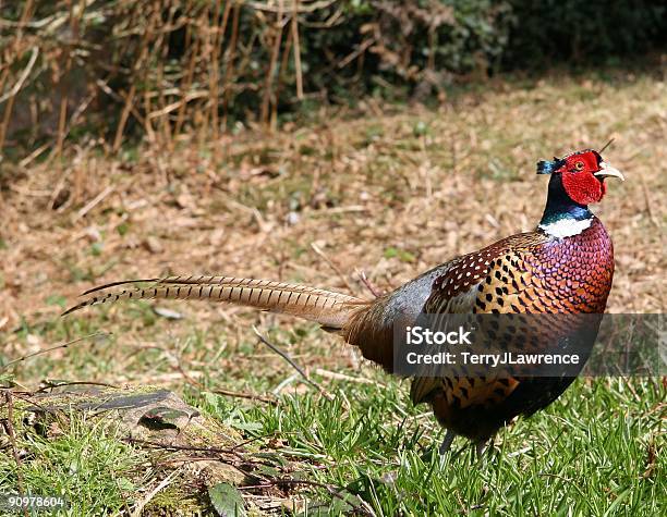 Sollevare Fagiano South Downs Inghilterra - Fotografie stock e altre immagini di Animale maschio - Animale maschio, Composizione orizzontale, Fagiano - Selvaggina da penna