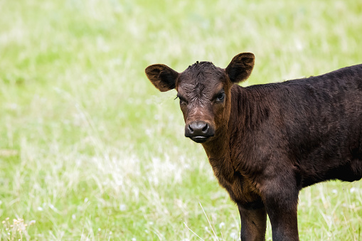 A cute Black Angus calf standing in green grassy meadow. Calf is cropped, leaving head and shoulders visible. Calf is looking toward camera, and there is copy space on image left. High resolution color photograph with horizontal composition.