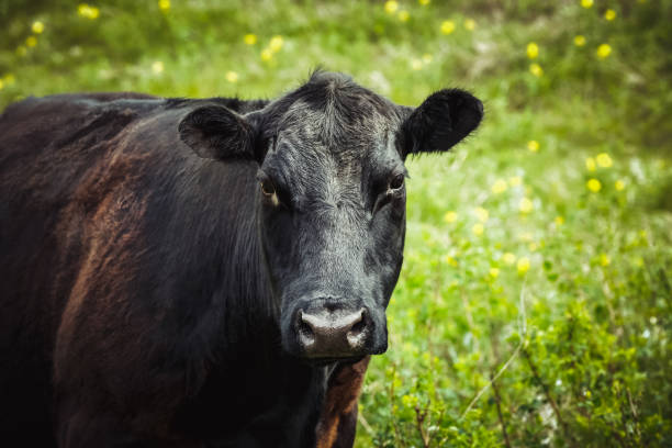 istock Black Angus cow with a pretty face - close up and looking to camera 909786426