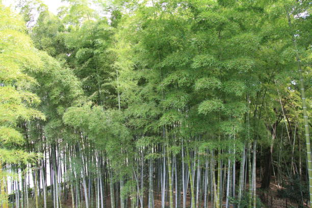 foresta di bambù gigante a kyoto in giappone - giant bamboo foto e immagini stock