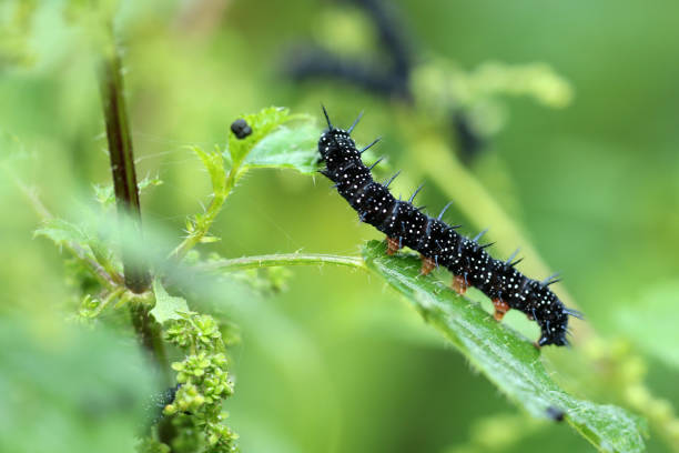 istock Day peacock-eye caterpillar 909791600