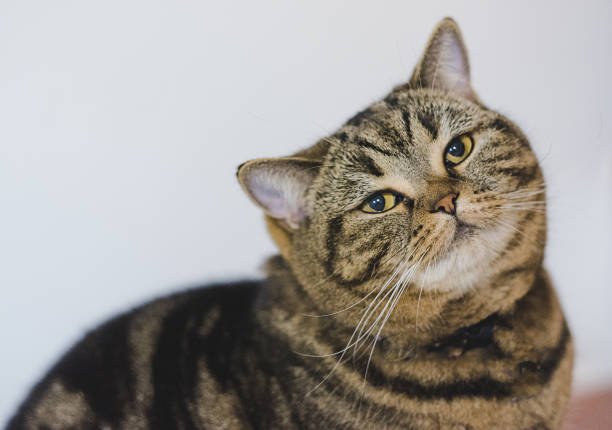 istock Funny Fat Cat Sitting brown cat playing relaxed 909795090