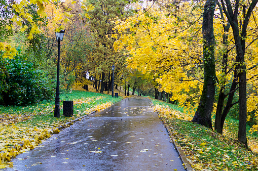 road through the park at rainy autumn morning. background, nature.