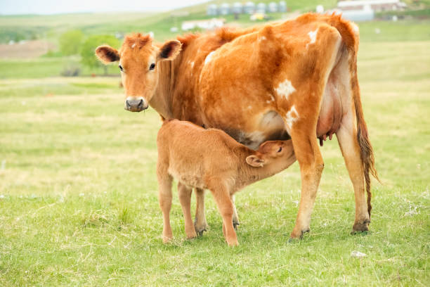 그녀의 아기 송아지를 간호 하는 어머니 저지 소 - calf newborn animal cattle farm 뉴스 사진 이미지