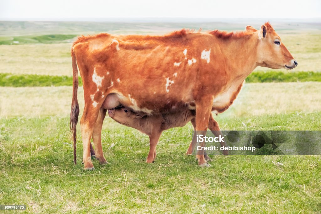 Mother Jersey Cow Nursing Her Baby Calf Stock Photo - Download Image Now -  Agriculture, Animal, Brown - iStock