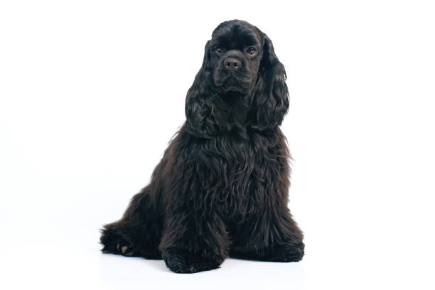 istock Young black American Cocker Spaniel dog sitting indoors on a white background 909799646