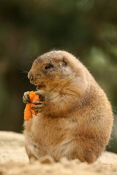 istock Little prairie dog eating carrot 90980009