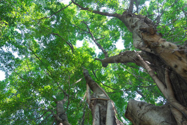 istock forest trees nature green wood backgrounds 909802076