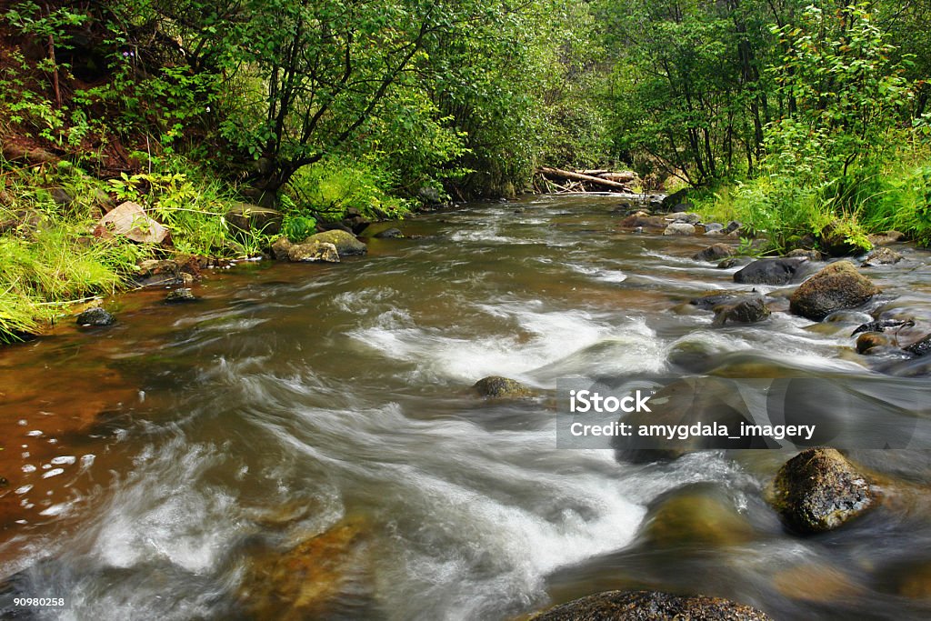 Foresta creek - Foto stock royalty-free di Acqua fluente