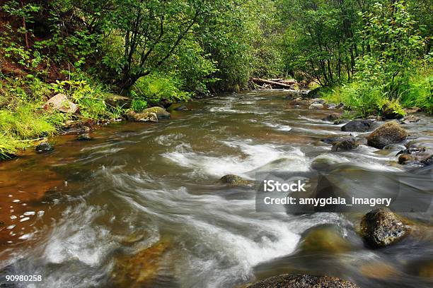 Foresta Creek - Fotografie stock e altre immagini di Acqua fluente - Acqua fluente, Ambientazione esterna, Ambientazione tranquilla