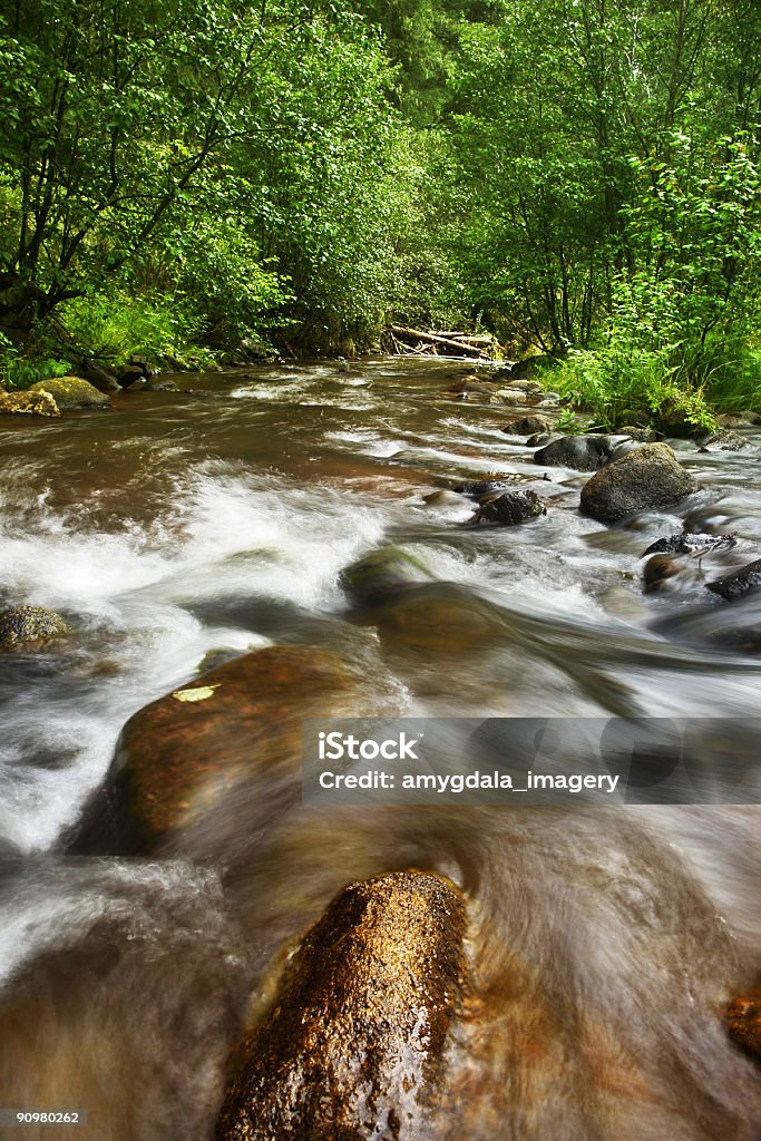 Floresta creek - Royalty-free Amarelo Foto de stock