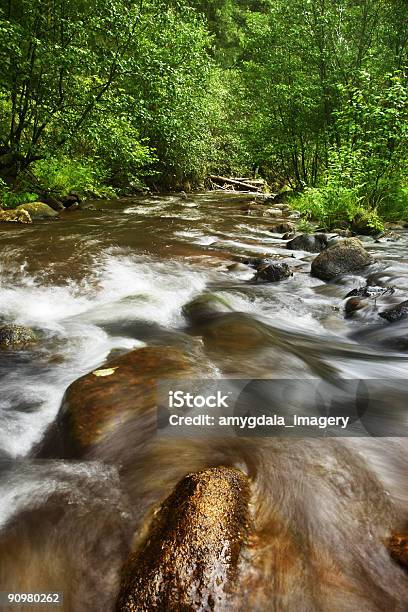 Floresta Creek - Fotografias de stock e mais imagens de Amarelo - Amarelo, Ao Ar Livre, Beleza
