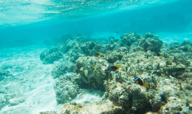 istock Tropical Fish and Reef: New Caledonia 909802942