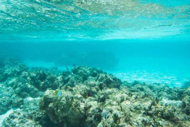istock Colourful Tropical Fish at Yejele Beach 909802972