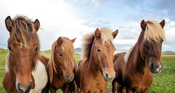 istock Ponies of Iceland 909805606