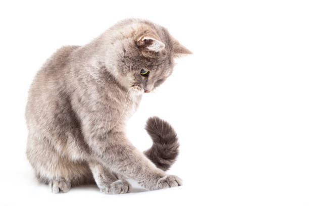 istock The gray cat sits and has pressed something a paw 909806518