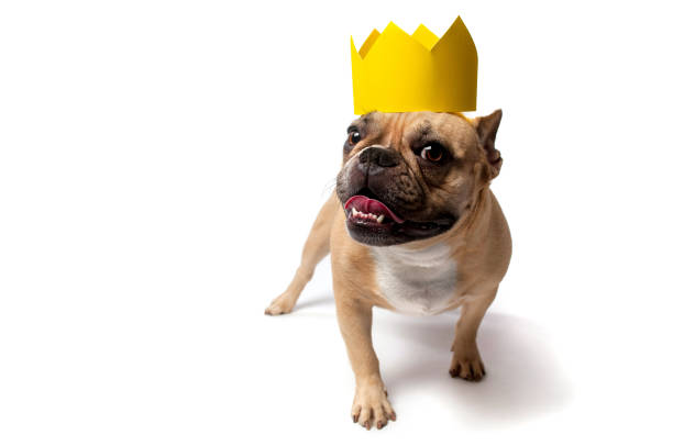 istock French Bulldog Wearing a Cardboard Crown 909807300