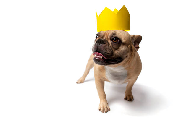 istock French Bulldog Wearing a Cardboard Crown 909807340