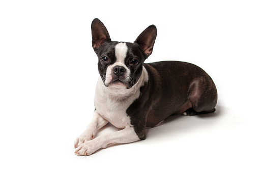 Three year old Boston Terrier is quietly lying on a white background. He is alert with his ears fully erect and is posing beautifully while making eye contact with the camera.