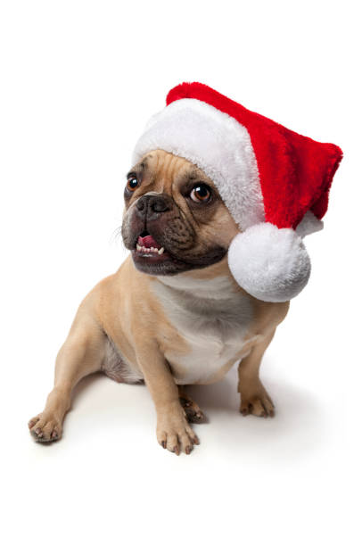 istock French Bulldog Wearing a Christmas Stocking Hat 909807780